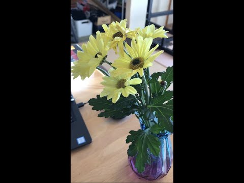 菊の世話: 3 つの最大の間違い 植物