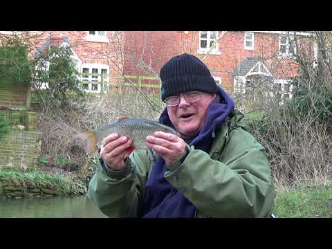 EASY FISHING.Ledgering with Bread on a Small River
