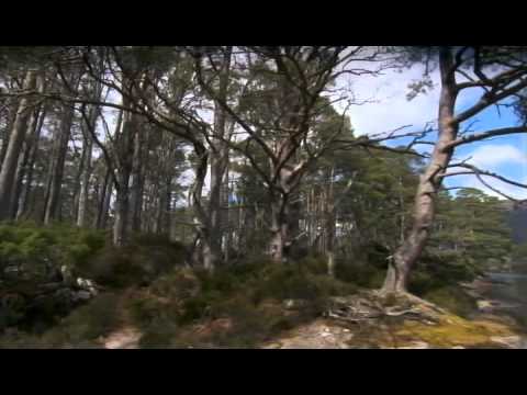 Loch Maree's Temperate Rain Forest
