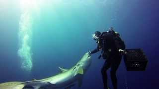 preview picture of video 'Tiger Shark Dive Jupiter FL GoPro Hero 3'