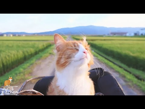 How to Be a Better Owner and Friend to You Cats