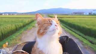 Also how to casually make a swan sculpture with an apple.（00:01:43 - 00:05:51） - How I Trained My Cats