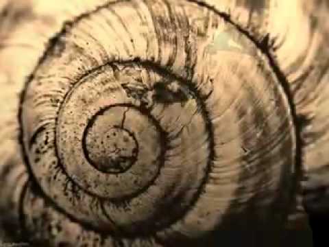 Olei (Yerevan) www.videolike.do.am のサムネイル