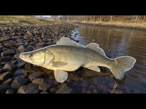 #2 From the shore: Successful zander fishing in winter