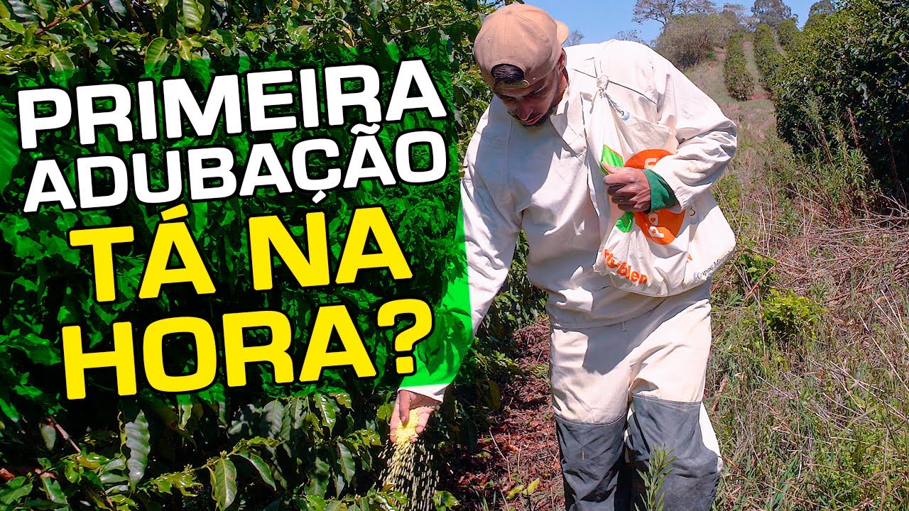 Primeira Adubação, Tá na Hora? | No Pé do Café