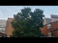 25 30ft Avocado Tree In London England