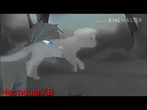 Клип коты воители Белогривка и Остролап -Ошибка