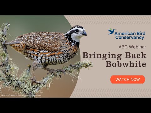 Bringing Back Bobwhite | ABC Webinar