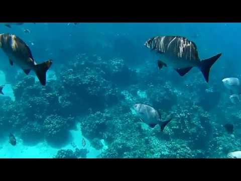 Snorkeling Barrier Reef Grand Cayman