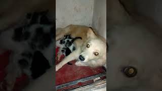 Download lagu kohomada ammek nounata a mausenehas😀😀😀 mp3 Download lagu kohomada ammek nounata a mausenehas😀😀😀 mp3