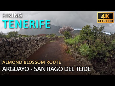 Tenerife Hiking - Almond blossom route - Arguayo to Santiago del Teide.  SL-TF 60 / PR-TF 65.4