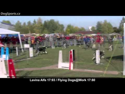 FLYBALL ANALYSIS Flying Dogs@Work vs. Lavina Alfa DIVISION I. FINAL (Budějická Tlapka 2011)