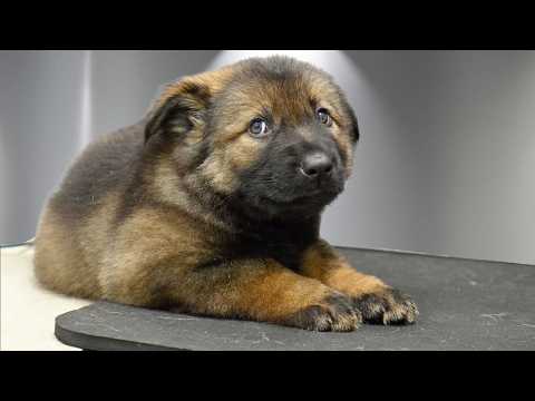 The Most Dramatic And Adorable German Shepherd Puppies I've Ever Groomed 😂❤️