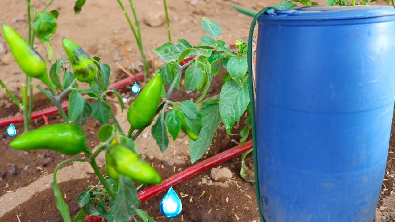 How to make a homemade and automatic 200-liter gravity drip irrigation system.