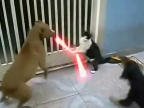 Jedi Cat with lightsabers - Fights off Dogs