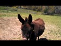 Donkey Girl