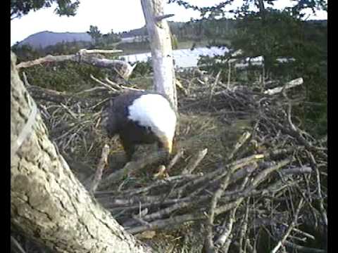 Sidney Oct 08 09 8 07 am Breaking branches off trees
