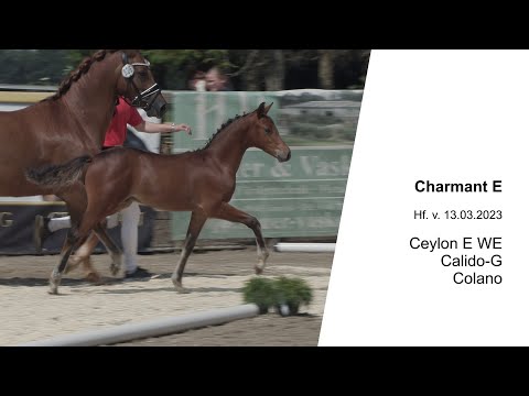 Hf v Ceylon E WE x Calido G x Colano 2023