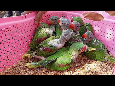 Pahari tota ka bacha price | Lalukhet sunday birds market | raw ringneck parrot price
