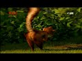 Hammy S Boomerang Adventure But Only 5 Seconds A Day Day 6
