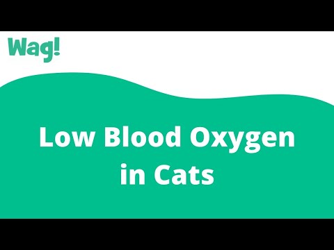 Low Blood Oxygen in Cats | Wag!