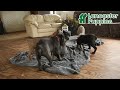 Cane Corso dogs for sale: Maverick - Video 1