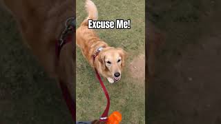 Download lagu Can You Resist Falling in Love 💖 #dog #dogs #doglover #cutedog #pet #pets #goldenretriever #love mp3