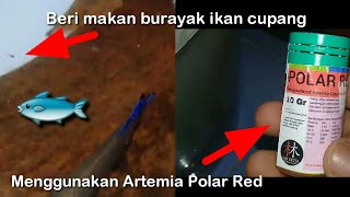 Download lagu Burayak ikan cupang usia 4 hari diberi Pakan Artemia Polar Red mp3 Download lagu Burayak ikan cupang usia 4 hari diberi Pakan Artemia Polar Red mp3