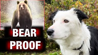Surviving an Encounter with a Grizzly Bear whereas Coaching Our Canines!