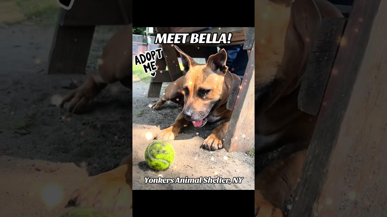 Enlarge Bella, a Adoptable mixed breed in Yonkers, NY video 6/6