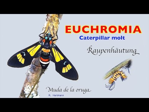 Euchromia, caterpillar molt, muda de la oruga, Raupenhäutung, 4K, trilingual