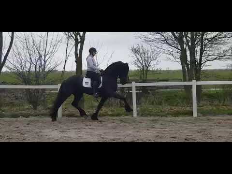 Stal Okkema's Hendrik - Alwin x Tsjalke - stallion - 2018