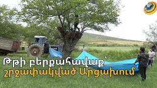 Ամարասի հովտում թթի բերքահավաքի եռուն շրջան է. շրջափակումը խնդիրներ է ստեղծել իրացման համար