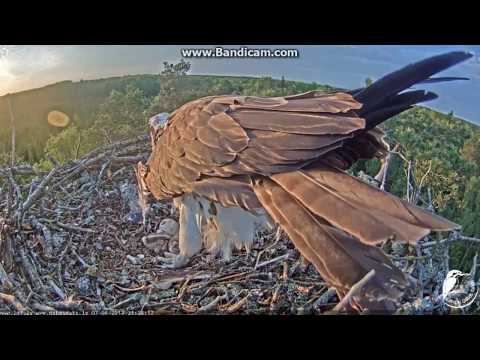 2017-06-07 21:38 LAT Osprey - Nice poop shot, hole in egg is bigger now