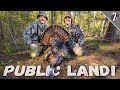 PUBLIC LAND GOBBLER DOWN Afternoon Turkey Hunting