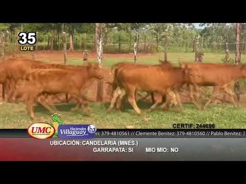 Lote 79 Terneros/as en Candelaria, Misiones
