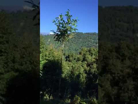 Zen walk in South of Sikkim