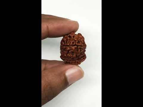 Round 1 mukhi sawar rudraksha, number of mukhi: 9, size: med...