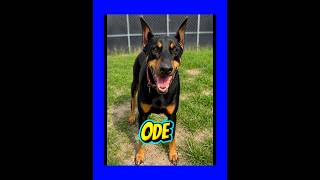 Video preview image #1 Doberman Pinscher Puppy For Sale in Thomasville, NC, USA