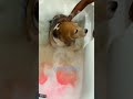 Purrfect Paws Animal Hospital Sodepur Kolkata 110