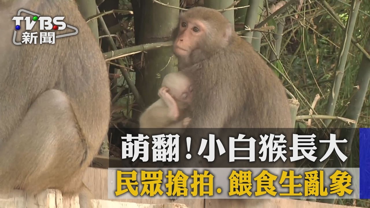 萌翻!小白猴長大 民眾搶拍、餵食生亂象