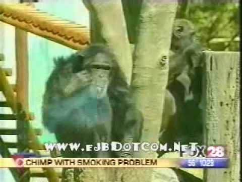 Funny animal videos - Smoking MonkeyHe is Addicted