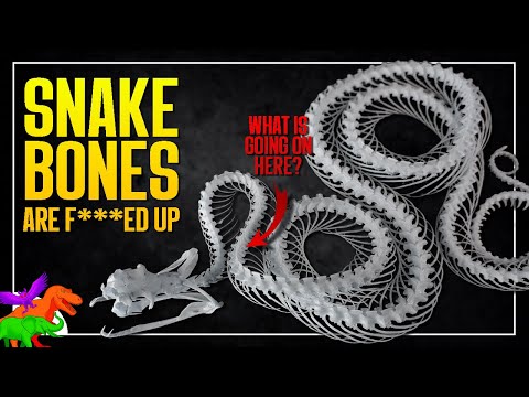 The Utterly Bizarre Skeletons of Snakes | BUSTED BONES
