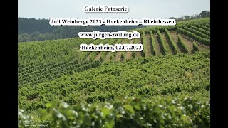 Galerie Fotoserie Juli Weinberge 2023 Hackenheim Rheinhessen 