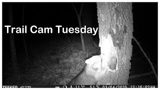 Trail Cam Tuesday - April 8, 2025