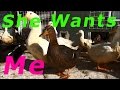 Funny Female Duck Courting Me For Sex 