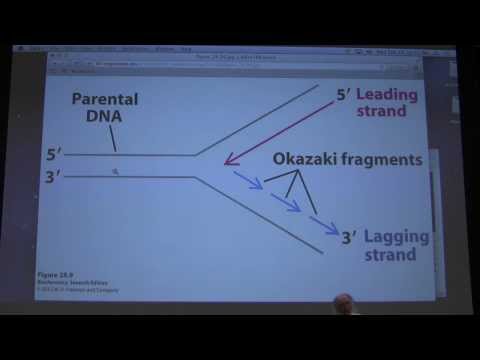 43.  Kevin Ahern's Biochemistry - DNA Repair and Review Session