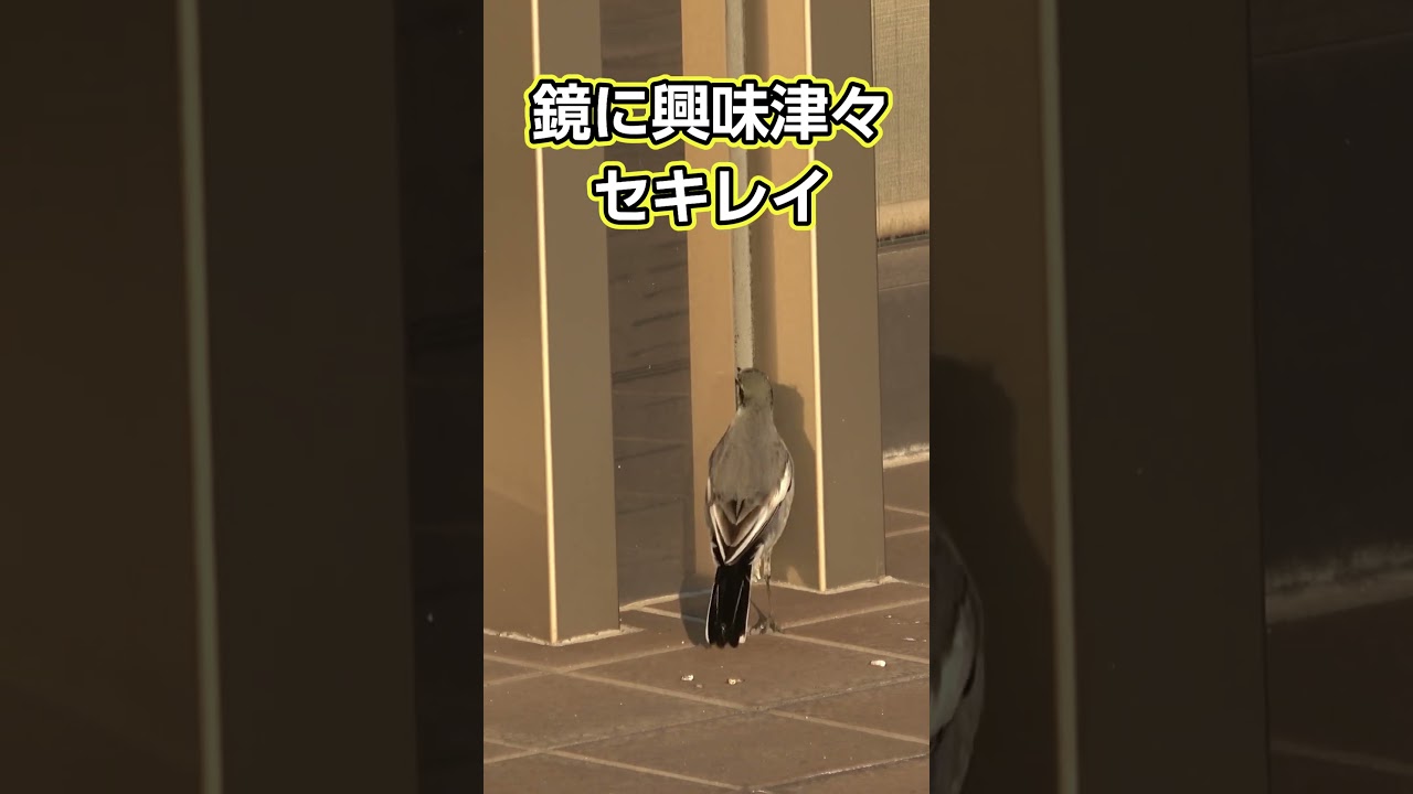 鏡に興味津々のセキレイ