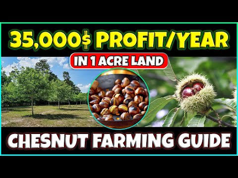 Chesnut Farming | Growing Chestnuts as a Cash Crop | Chestnut Orcharding