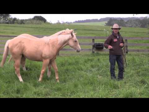YouTube video about: How to halter break an unhandled horse?